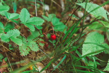 raspberry close up in forest. copy space