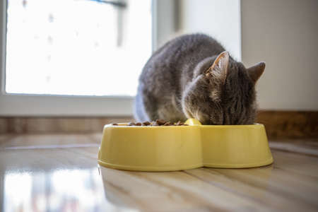 domestic grey cat eating dinner timeの写真素材