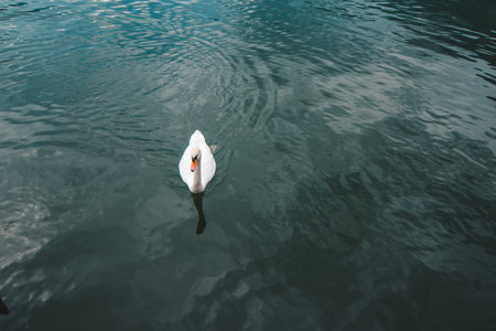floating white swan in clear blue water close upの写真素材