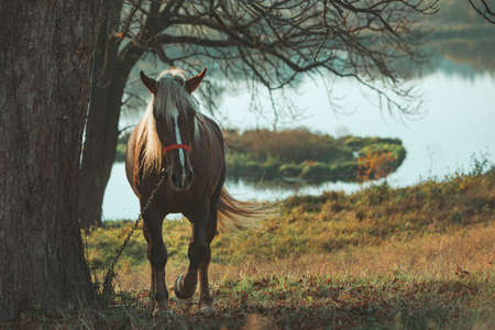 view of brown horse near tree lake on background. copy spaceの写真素材