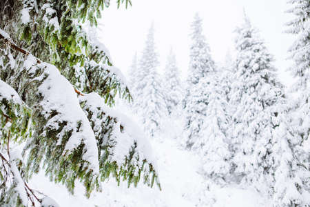 view of snowed pine tree close up copy spaceの写真素材