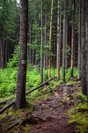 pine tree forest footpath trail copy spaceの写真素材