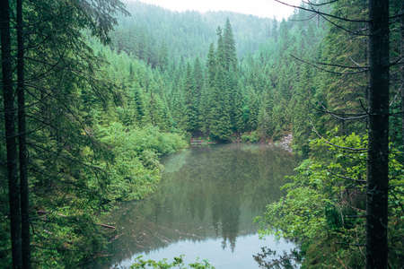 misty weather fog above lake in carpathian mountains copy space landscape