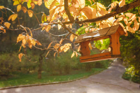 view of bird feeder at tree branch autumn seasonの写真素材