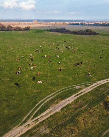 cows in the field farming concept. autumn seasonの写真素材