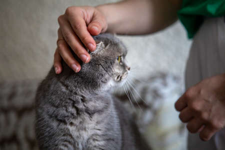grey british domestic cat with yellow eyes portrait petting domestic animalsの写真素材