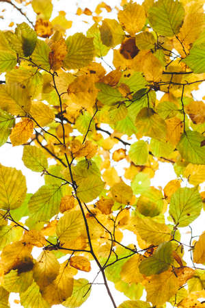 autumn trees texture backgroundの写真素材