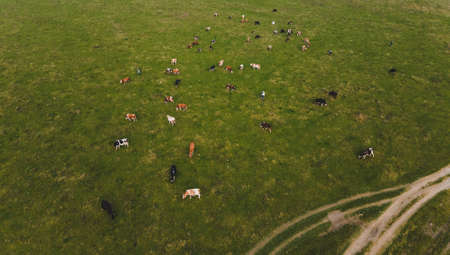 cows in the field farming concept. autumn seasonの写真素材
