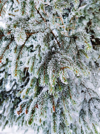 view of snowed pine tree close up copy spaceの写真素材