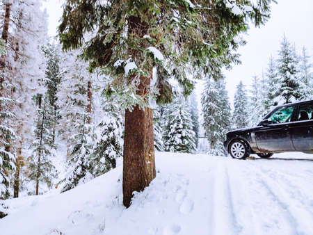 suv car in snowed forest copy spaceの写真素材