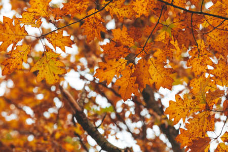 autumn season maple tree branches with yellow leaves copy spaceの写真素材