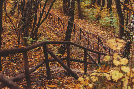 stairs in autumn park fall seasonの写真素材