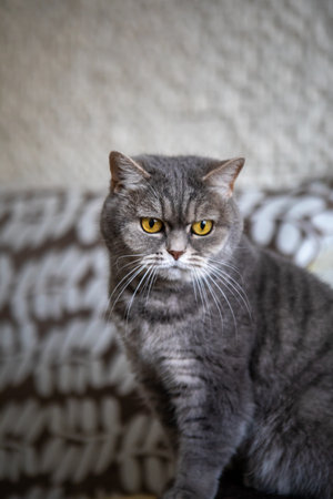 grey british domestic cat with yellow eyes portraitの写真素材