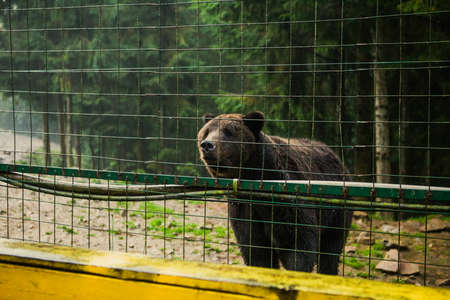 wild bear in rehabilitation center copy spaceの写真素材