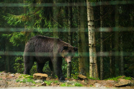 wild bear in rehabilitation center copy spaceの写真素材