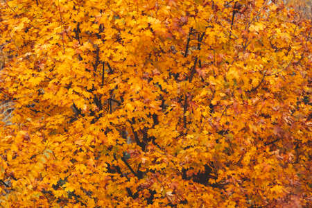 autumn season maple tree branches with yellow leaves copy space