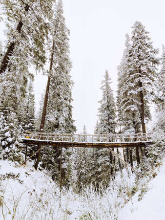 view of bridge in snowed forest copy spaceの写真素材