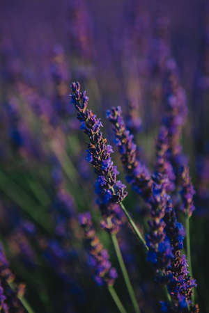 lavender field close up copy spaceの写真素材