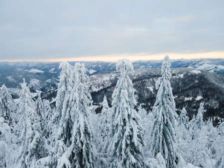 aerial landscape view of ukraine carpathian mountains winter time copy space