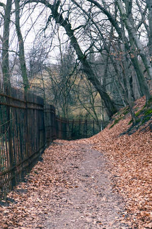 view of footpath road at autumn forest
