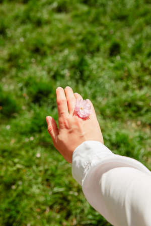 pink sakura flowers in woman hand close up crop