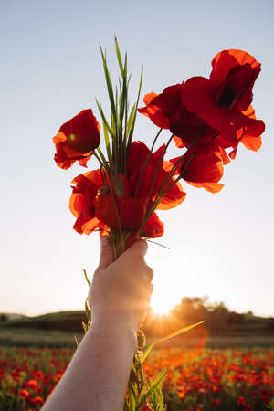 bouquet of poppies flowers in woman hand on sunset close upの写真素材