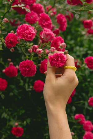 young pretty smiling woman near blooming red roses bush copy space