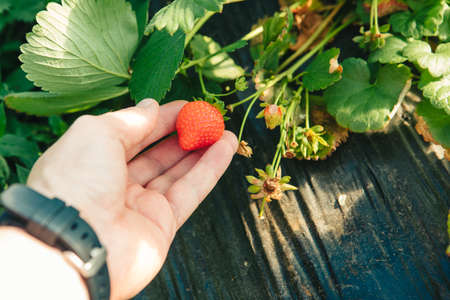 strawberry gathering at the farm close upの写真素材