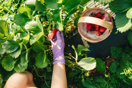 strawberry gathering at the farmの写真素材