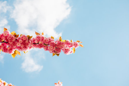 blooming pink sakura tree close upの写真素材