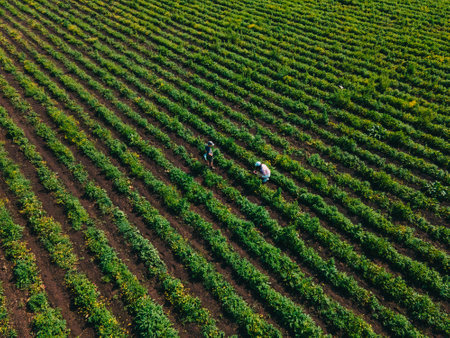 overhead view mother with son at strawberry farm gathering vitamins