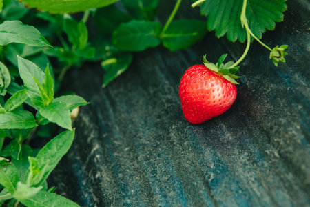 strawberry gathering at the farm close upの写真素材
