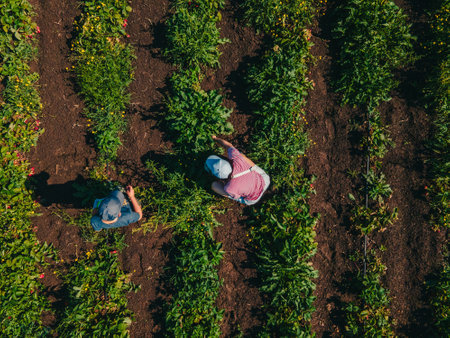 overhead view mother with son at strawberry farm gathering vitaminsの写真素材