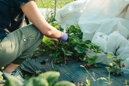woman gathering strawberries at the farmの写真素材