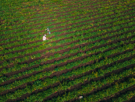 overhead view mother with son at strawberry farmの写真素材