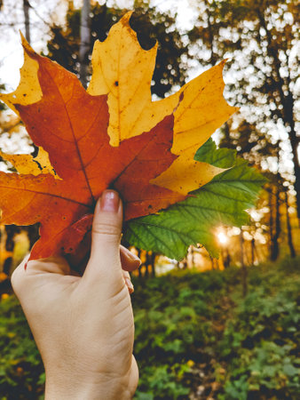 hand holding colorful autumn leaf