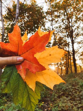 hand holding colorful autumn leaf