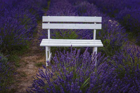 Lavender fields with a bench in the middle of themの写真素材