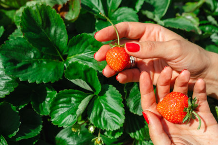 red Strawberries in woman hand green leaves on backgroundの写真素材