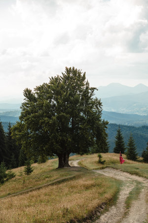woman near old big beech tree in the mountainsの写真素材