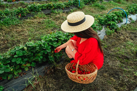 Happy woman at the farm put Strawberries in the Basketの写真素材