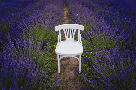 a white antique chair stands in a lavender fieldの写真素材