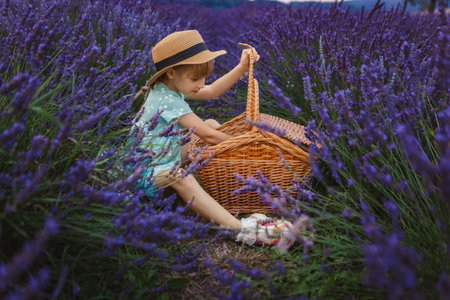 In a lavender field, a girl wearing a hat looks into a basket filled with lavender flowersの写真素材
