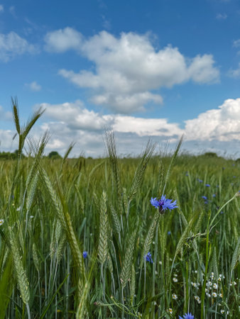 green wheat farm fieldの写真素材