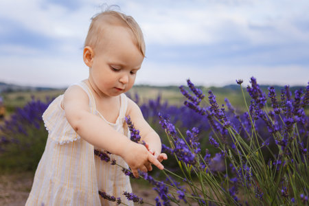 In the field, a little girl touches lavender flowersの写真素材