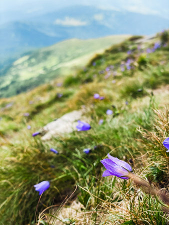 Violets on the top of the mountainの写真素材