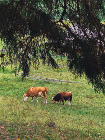 cows at village farm in carpathian mountains