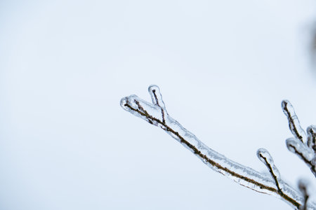 frozen branch covered with ice after snowstormの写真素材