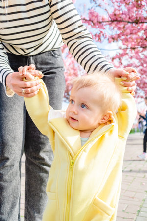 a baby boy learns to walk holding his mothers handsの写真素材