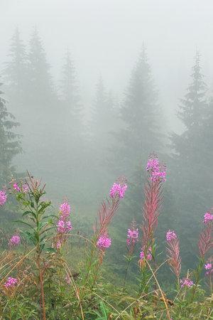 misty weather in carpathian mountains pink flowersの写真素材